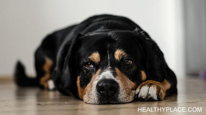 Jūsu suns zina depresiju un var palīdzēt jums pārdzīvot pat vissmagākos laikus. Mans suns man katru reizi palīdz ar depresijas epizodēm. 