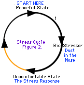 Dažiem stresa cikliem ir vieglāk pārvietoties nekā citiem