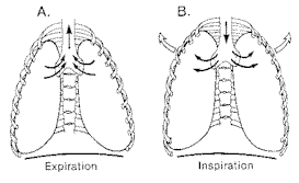 Krūšu kurvja elpas attēls