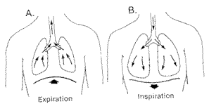Diafragmas elpas attēls